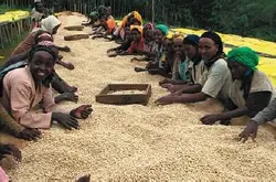 网上哪能买到咖啡豆?咖啡豆去哪买好?危地马拉新东方产区番石榴平