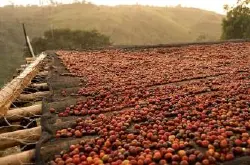 网上哪能买到咖啡豆?咖啡豆去哪买好?尼加拉瓜吉姆莫利纳庄园蜜处