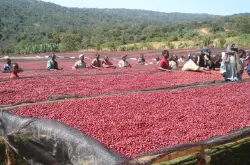 哥斯达黎加塔拉珠钻石山庄园咖啡豆网上购买咖啡豆需要注意些什么