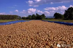 精品咖啡豆处理方法咖啡生豆埃塞俄比亚耶加雪菲咖啡生豆(日晒处