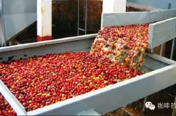 什么是水洗法精品咖啡豆处理方法咖啡精制法耶加雪菲科契尔kocher