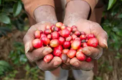 进口坦桑尼亚咖啡(咖啡豆)手冲咖啡咖啡坦桑尼亚坦桑尼亚PB咖啡生