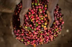 咖啡发源地埃塞俄比亚埃塞俄比亚的咖啡介绍埃塞俄比亚咖啡粉怎么