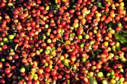 埃塞俄比亚西达摩精品咖啡详细介绍?西达摩风味描述埃西达摩GujiG