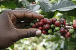 推荐埃塞俄比亚日晒西达摩Sidamo咖啡豆埃塞俄比亚耶加雪菲咖啡豆