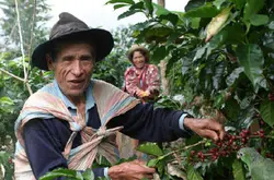 咖啡生豆熟豆秘鲁 精品咖啡生豆原产地有机咖啡批发价格秘鲁玛卡