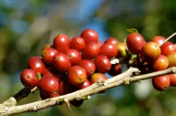巴拿马波奎特 艾力达农园 Elida Estate 蜜处理 进口咖啡豆咖啡粉