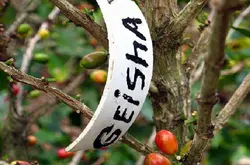 巴拿马农场的瑰夏咖啡介绍巴拿马艾力达精品咖啡豆巴拿马产区特点