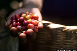 萨尔瓦多咖啡咖啡豆种类介绍萨尔瓦多:帕克马拉咖啡南美洲咖啡产