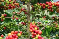 哥伦比亚咖啡种植历史  被誉为“绿色的金子”