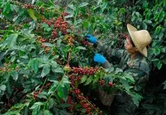 云南咖啡是否需要收储制度  怎么完善云南咖啡行业