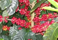 几个非洲咖啡产国 非洲咖啡产区 肯尼亚