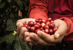 蜜处理的尼加拉瓜精品咖啡豆 精品咖啡豆 单品咖啡