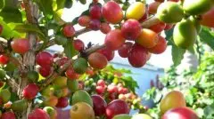 咖啡的发源地――埃塞俄比 亚洲主要的阿拉伯咖啡豆出口国