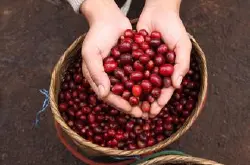 精品咖啡巴拿马咖啡处理方法处理方式蜜处理与传统水洗