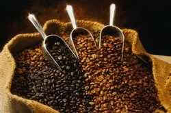 精品咖啡 摩卡咖啡豆风味花香、苹果、胡桃木、甘蔗