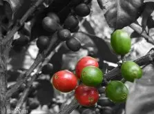 洲吉利马札水洗波旁坦桑尼亚乞力马扎罗珍珠咖啡豆