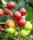 精品咖啡 印度尼西亚进口咖啡生豆巴厘岛优质 日晒处理