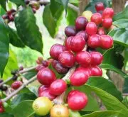 精品咖啡 SL28品种在中美洲是极度罕见的，该树种源自于东非的坦
