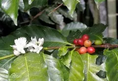 精品咖啡 庄园：Finca Ataisi  地区：Sonsonate省Izalco地区