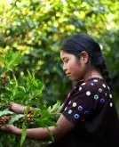 单品咖啡 危地马拉薇薇特南果产区咖啡熟豆危地马拉咖啡原产地