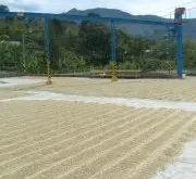精品咖啡 哥斯达黎加钻石山庄园