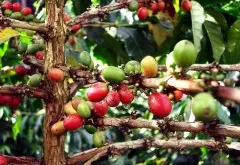 优质咖啡 哥伦比亚慧兰产区薇拉高原