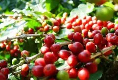 埃塞俄比亚水洗耶加雪菲达玛合作社 精品咖啡