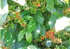 肯尼亚咖啡 精品咖啡豆 世界著名产区