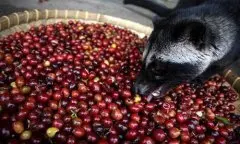 精品咖啡 进口印尼猫屎麝香猫屎咖啡精品咖啡豆