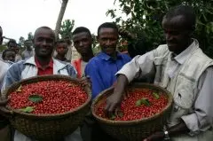 赞比亚咖啡风味   比肯尼亚咖啡略淡，适于午后饮用
