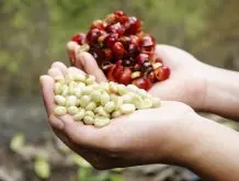 马达加斯加基本上是罗百氏特咖啡的生产国，已增加阿拉伯咖啡豆的