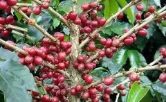精品咖啡 阿拉比卡种 咖啡豆