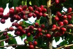 中南美洲巴西咖啡豆 世界咖啡中心的低酸度、中度烘烤的咖啡豆