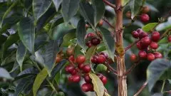 哥伦比亚慧兰产区新豆 薇拉高原黄波旁种优质咖啡