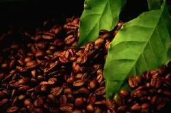 精品咖啡危地马拉咖啡产区薇薇特南果 咖啡 咖啡豆
