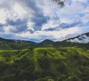 印尼黄曼咖啡 苏门答腊岛亚齐盖幼山脉产区 精品咖啡