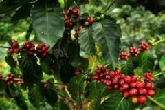 摩卡咖啡起源 摩卡豆 也门咖啡产地