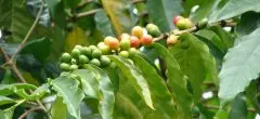 委内瑞拉   产于塔奇拉的圣克里斯托瓦尔蒙蒂贝洛 咖啡种植地