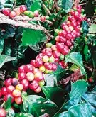 厄瓜多尔  可能是世界上海拔最高的阿拉伯咖啡种植国