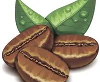 精品咖啡巴拿马咖啡豆是什么口感巴拿马庄园咖啡豆对比