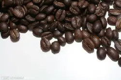 阿拉比卡咖啡树 手冲咖啡过滤杯  咖啡豆
