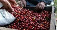 埃塞俄比亚引进的咖啡简史介绍 精品咖啡