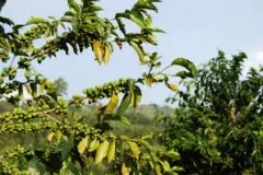 中美洲·危地马拉·咖啡豆等级·SHB