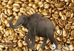 象粪咖啡 泰国推出高端象粪咖啡