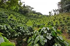巴布亚新几内亚大约75%的咖啡产品来自于小型的地方农场