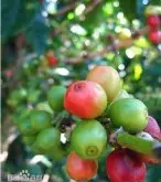 埃塞俄比亚咖啡产区被东非大裂谷分割成东西两部分 精品咖啡