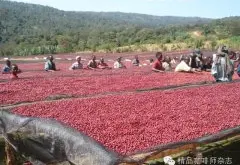 埃塞俄比亚咖啡多产于海拔·2000·米以上的高原