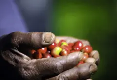 尼加拉瓜 蜜处理红波旁种精品 单品咖啡 吉姆莫利纳庄园