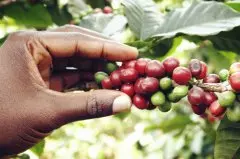 非洲吉利马札水洗波旁坦桑尼亚乞力马扎罗珍珠PB级咖啡豆